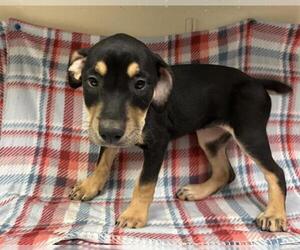 American Pit Bull Terrier-Labrador Retriever Mix Dogs for adoption in HESPERIA, CA, USA