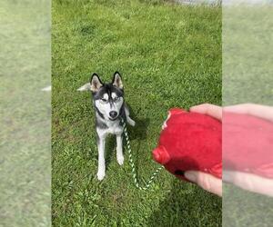 Siberian Husky Dogs for adoption in Santa Cruz, CA, USA