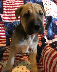 Medium Photo #1 Mutt Puppy For Sale in Raytown, MO, USA