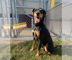 Black and Tan Coonhound Dogs for adoption in Kendallville, IN, USA
