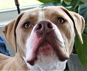 American Bulldog Dogs for adoption in Danville, KY, USA