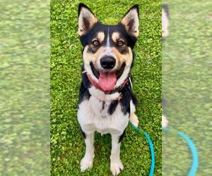 German Shepherd Dog-Unknown Mix Dogs for adoption in Sacramento, CA, USA