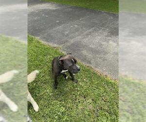 American Pit Bull Terrier-Unknown Mix Dogs for adoption in Houston, TX, USA