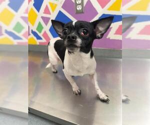 Chihuahua Dogs for adoption in Baytown, TX, USA