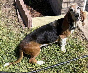 Basset Hound Dogs for adoption in Deepwater, NJ, USA