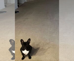 French Bulldog Dogs for adoption in Woodland, CA, USA