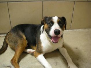 Greater Swiss Mountain Dog Dogs for adoption in Eureka Springs, AR, USA