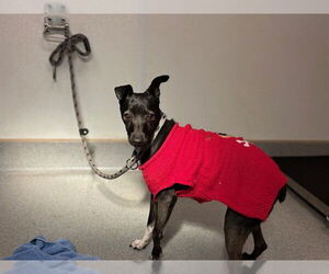 Italian Greyhuahua Dogs for adoption in Rancho Cucamonga, CA, USA