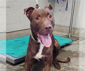 American Pit Bull Terrier Dogs for adoption in Camarillo, CA, USA