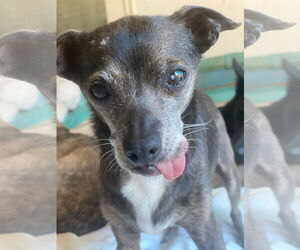 Medium Photo #2 Chihuahua Puppy For Sale in Newport Beach, CA, USA