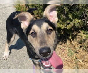 German Shepherd Dog Dogs for adoption in Santa Rosa, CA, USA