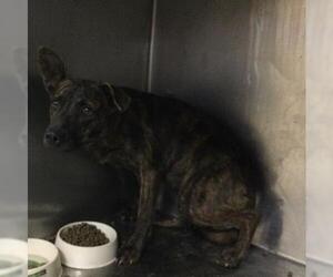 German Shepherd Dog Dogs for adoption in Riverside, CA, USA