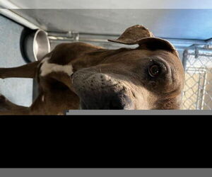 Mutt Dogs for adoption in HESPERIA, CA, USA