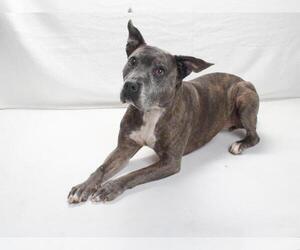 Medium Photo #2 American Pit Bull Terrier Puppy For Sale in Burbank, CA, USA