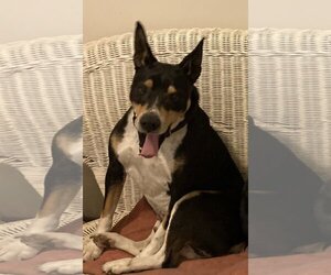 Rat Terrier Dogs for adoption in Alexandria, KY, USA