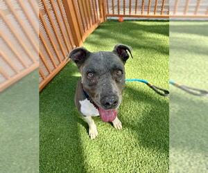 American Pit Bull Terrier-Unknown Mix Dogs for adoption in Las Vegas, NV, USA