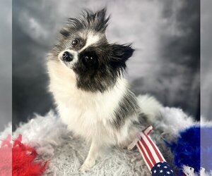 Pomeranian Dogs for adoption in Garland, TX, USA