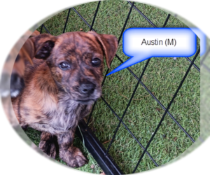 Dachshund-Unknown Mix Dogs for adoption in Spring, TX, USA