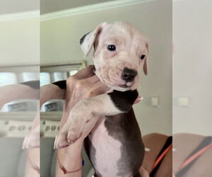 American Staffordshire Terrier-Unknown Mix Dogs for adoption in Brewster, NY, USA