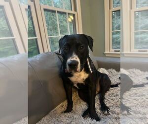 American Pit Bull Terrier-Labrador Retriever Mix Dogs for adoption in Brewster, NY, USA
