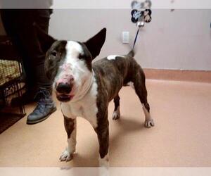 Bull Terrier Dogs for adoption in Martinez, CA, USA