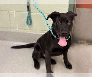 Labrador Retriever-Unknown Mix Dogs for adoption in Rancho Cucamonga, CA, USA