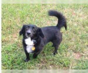 Dachshund-Unknown Mix Dogs for adoption in Winder, GA, USA