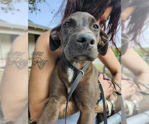 American Staffordshire Terrier-Unknown Mix Dogs for adoption in San Antonio, TX, USA