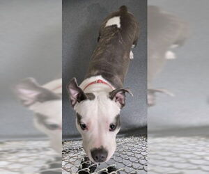 Mutt Dogs for adoption in Glen Allen, VA, USA