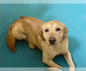Golden Retriever-Unknown Mix Dogs for adoption in Tulsa, OK, USA