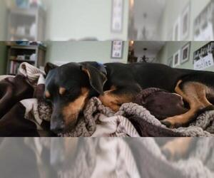Chipin Dogs for adoption in Staunton, VA, USA