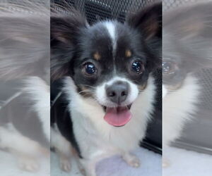 Chihuahua Dogs for adoption in Tarrytown, GA, USA