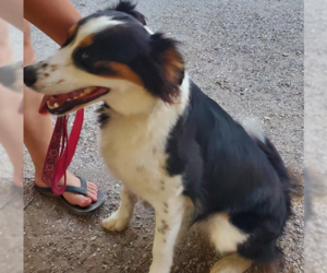 Border-Aussie Dogs for adoption in Von Ormy, TX, USA