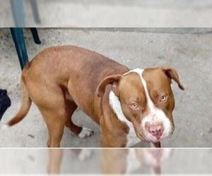 American Bulldog-American Staffordshire Terrier Mix Dogs for adoption in Dana Point, CA, USA