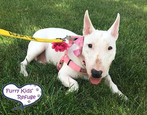 Bull Terrier Dogs for adoption in Lee's Summit, MO, USA