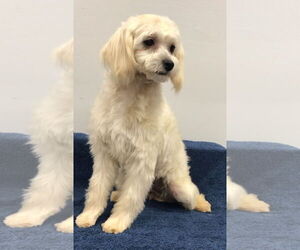 Medium Photo #3 Shih Tzu-Unknown Mix Puppy For Sale in Lincolnwood, IL, USA