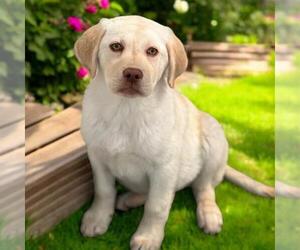 Labrador Retriever-Unknown Mix Dogs for adoption in San Diego, CA, USA