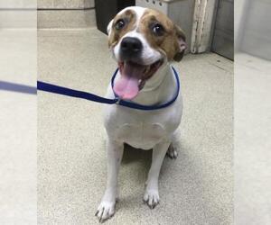 Labrador Retriever-Unknown Mix Dogs for adoption in Riverside, CA, USA