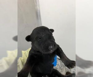 German Shepherd Dog-Unknown Mix Dogs for adoption in Stockton, CA, USA