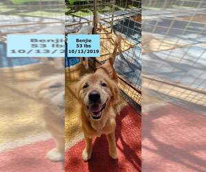 Golden Retriever Dogs for adoption in West Hollywood, CA, USA