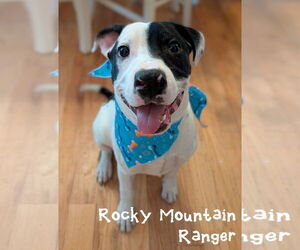 Mutt Dogs for adoption in Sandy, UT, USA