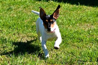 Medium Photo #1 Beagle-Unknown Mix Puppy For Sale in Von Ormy, TX, USA