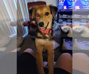 Medium Photo #2 Beagle-Unknown Mix Puppy For Sale in Tampa, FL, USA