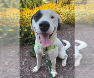 Labrador Retriever-Unknown Mix Dogs for adoption in Waterford, VA, USA