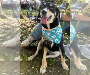 Labrador Retriever-Unknown Mix Dogs for adoption in Dublin, OH, USA