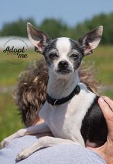 Chihuahua Dogs for adoption in Ashland, WI, USA