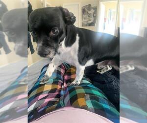 Chihuahua Dogs for adoption in San Antonio, TX, USA