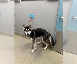 Siberian Husky-Unknown Mix Dogs for adoption in Las Vegas, NV, USA
