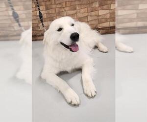 Great Pyrenees-Huskies  Mix Dogs for adoption in Temple, TX, USA