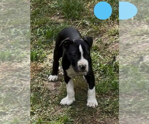 American Pit Bull Terrier-American Staffordshire Terrier Mix Dogs for adoption in Wenonah, NJ, USA